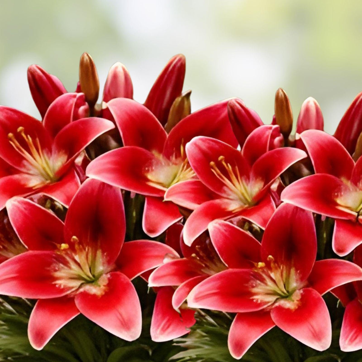 Armandale Hybrid Lily Bulbs, Red Flowers, Summer Blooming, Lilium, 10 Bulbs