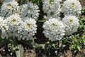 100 Seeds Empress Candytuft Iberis amara