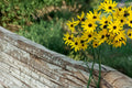 100 Seeds Swamp Sunflower Helianthus angustifolius Native Wildflower