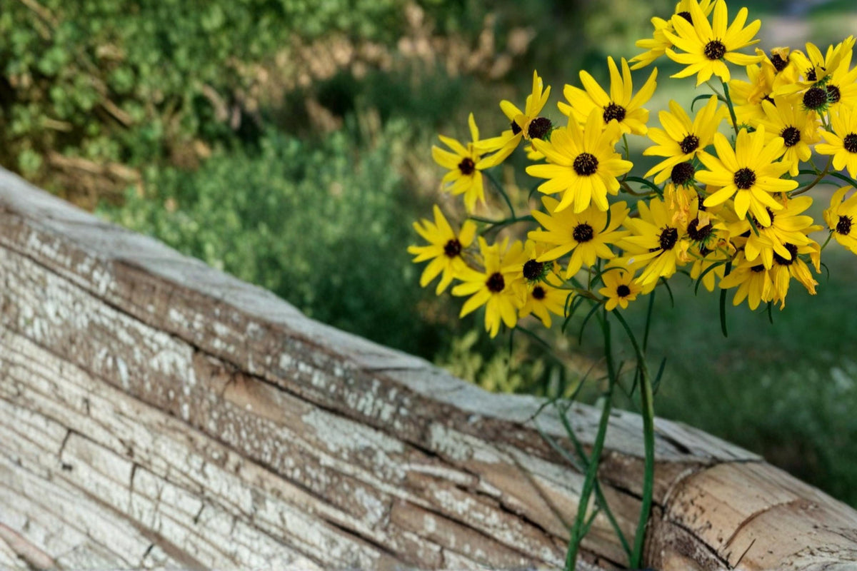 100 Seeds Swamp Sunflower Helianthus angustifolius Native Wildflower