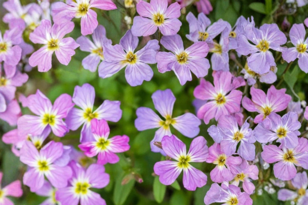 100 Seeds Virginia Stock Malcolmia maritima Fragrant Flower