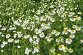 100 Seeds German Chamomile Matricaria recutita Fragrant Herb