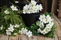 25 Seeds Canada Anemone Anemone canadensis Native Wildflower