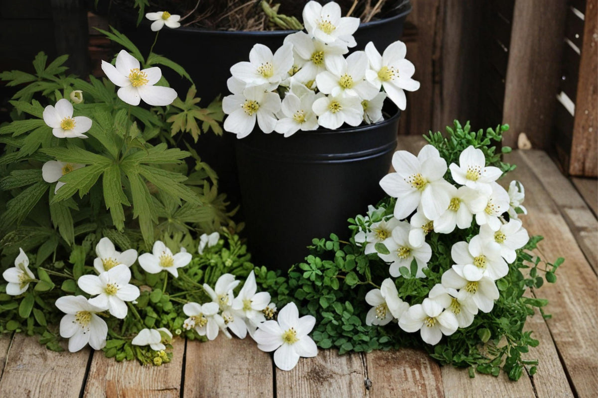 25 Seeds Canada Anemone Anemone canadensis Native Wildflower