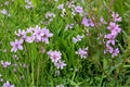 1000 Seeds Winged Loosestrife Lythrum alatum Native Wildflower