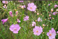 250 Seeds Slender False Foxglove Agalinis tenuifolia Native Wildflower