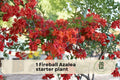 Fireball Azalea Starter Plant, Rhododendron spp., Flowering Shrub, Orange-Red Blooms, Live Plant for Garden Beds & Borders