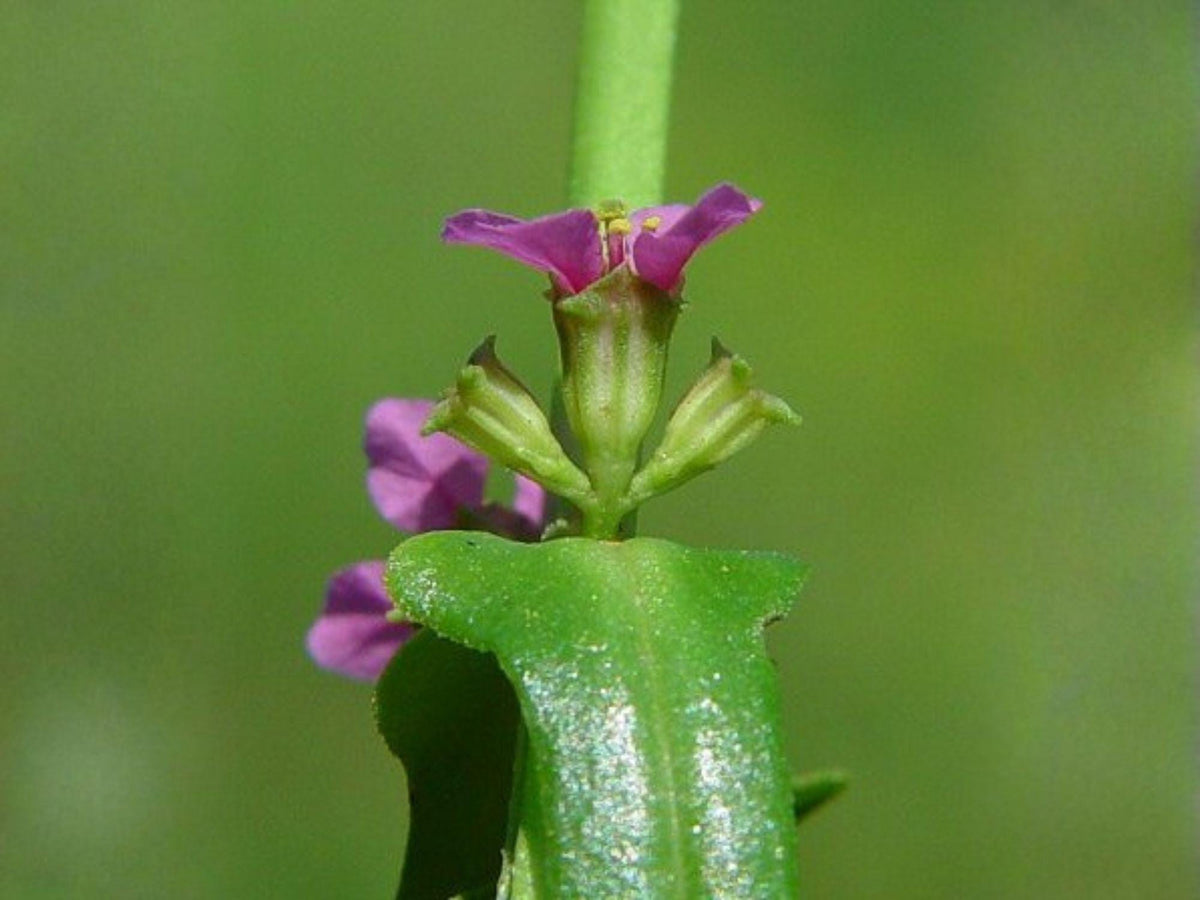 1000 Seeds Scarlet Toothcup Heirloom Native Wildflower Wetland Garden
