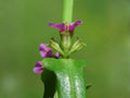 Scarlet Toothcup Seeds – Heirloom Non-GMO Wildflower for Wetland Gardens – Ammannia coccinea, Native Plant, Moist Soil, Open-Pollinated