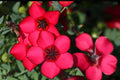 Scarlet Flax Seeds 100 Pack | Red Linum grandiflorum rubrum Wildflower, Cottage Garden, Border Plant