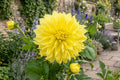 Dinnerplate Dahlia Bulb Clump Cafe au Lait Large Bloom Dahlia pinnata for Garden & Floral Arrangements
