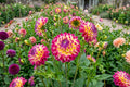 Deer Resistant Wildflower Seeds Mix – Native Native Wildflower Seed Blend for Gardens & Wildlife - Non-GMO, Pollinator-Friendly
