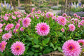 Dinner Plate Dahlia Bulb Tuber Clump Rosella Variety Large Bloom Perennial Dahlia pinnata