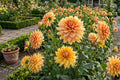 Dinnerplate Dahlia Bulb Tuber Clump - Hamari Gold - Golden Honey Flowers - Dahlia variabilis