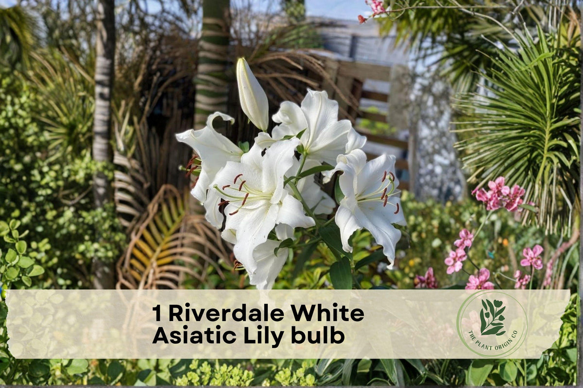 White Asiatic Lily Bulb – Riverdale White, Perennial Flower, Garden Bed, Border, Lilium asiaticum