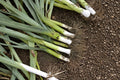 Carentan Leek Seeds – Large Heirloom Variety with Mild Sweet Flavor, Cold Hardy Crop, 250+ Seeds