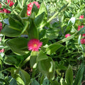 Aptenia cordifolia Cuttings, Purple Pink Ice Plant, Baby Sun Rose Ground Cover, Succulent Propagation, Low-Growing Trailing Plant