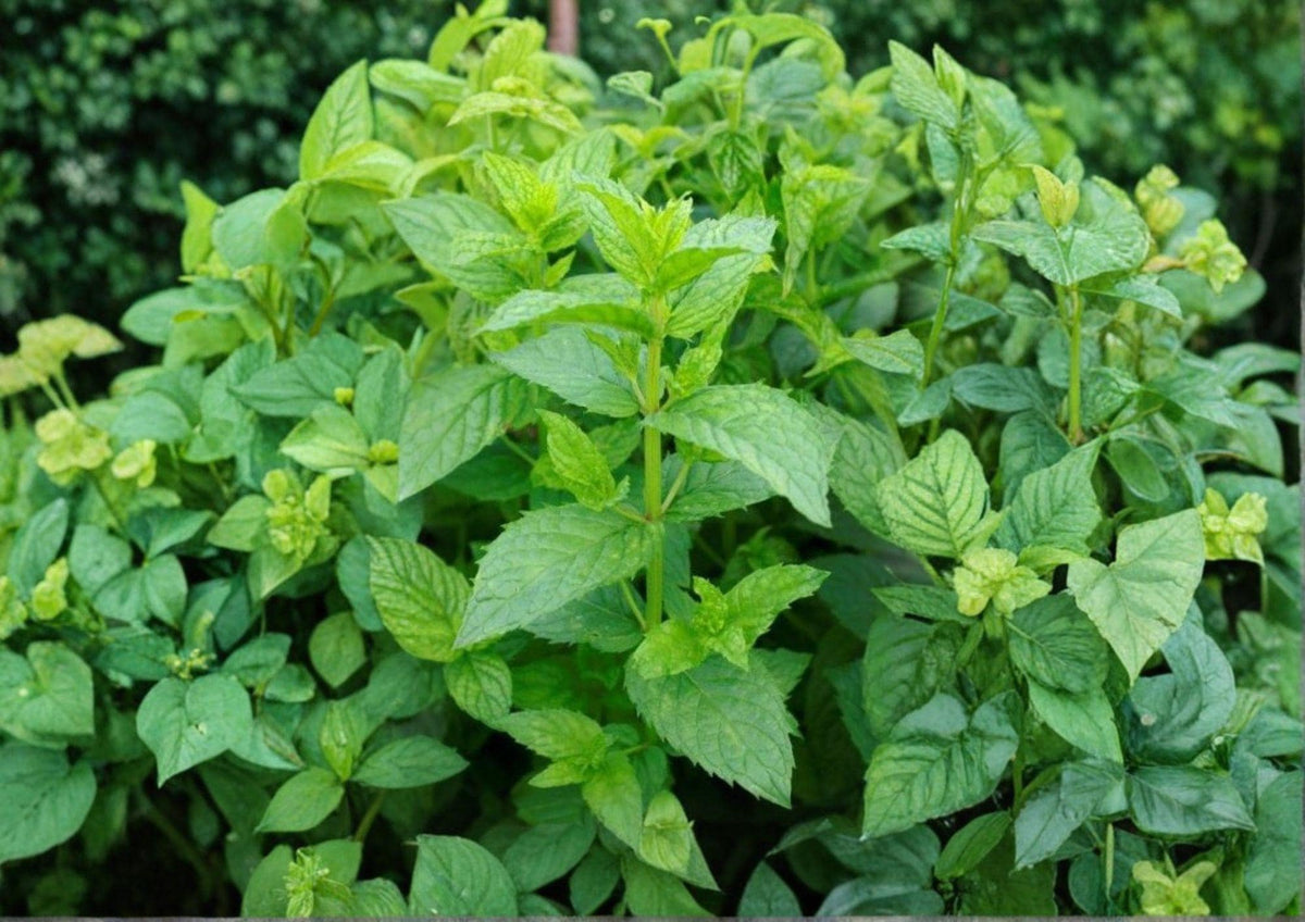 Spearmint Seeds, Heirloom Non-GMO, Aromatic Culinary Herb, Mentha spicata, Perennial Herb Seeds for Garden, Containers, and Herb Gardens