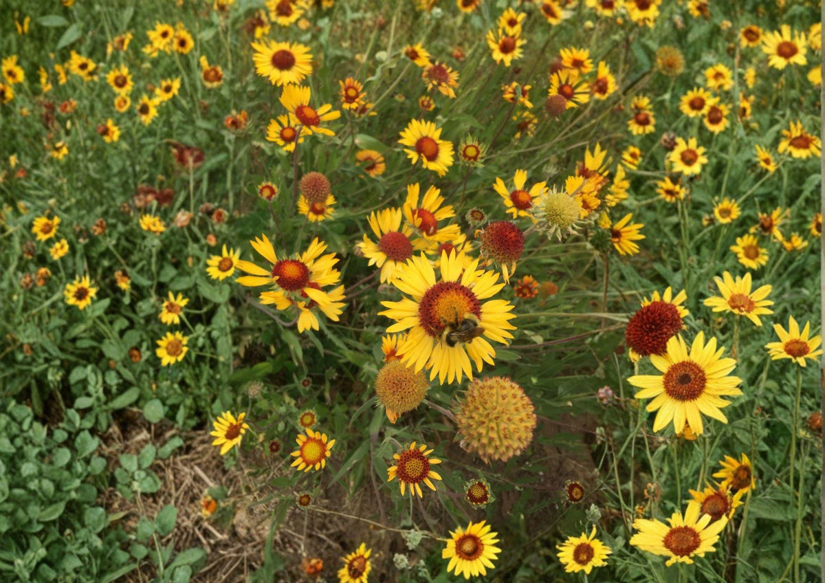 Yellow Gaillardia Seeds, Perennial Wildflower, Drought-Tolerant, Pollinator-Friendly, Gaillardia aristata, Heirloom, Non-GMO