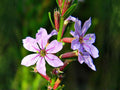 3000 Seeds Winged Loosestrife Native Wildflower Heirloom Pollinator Garden Plant
