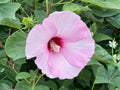 Hibiscus moscheutos Seeds – Heirloom Swamp Rose Mallow Native Flower Garden Planting, Large Ornamental Blooms