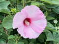 30 Hibiscus moscheutos Seeds Heirloom Swamp Rose Mallow Native Flower Garden