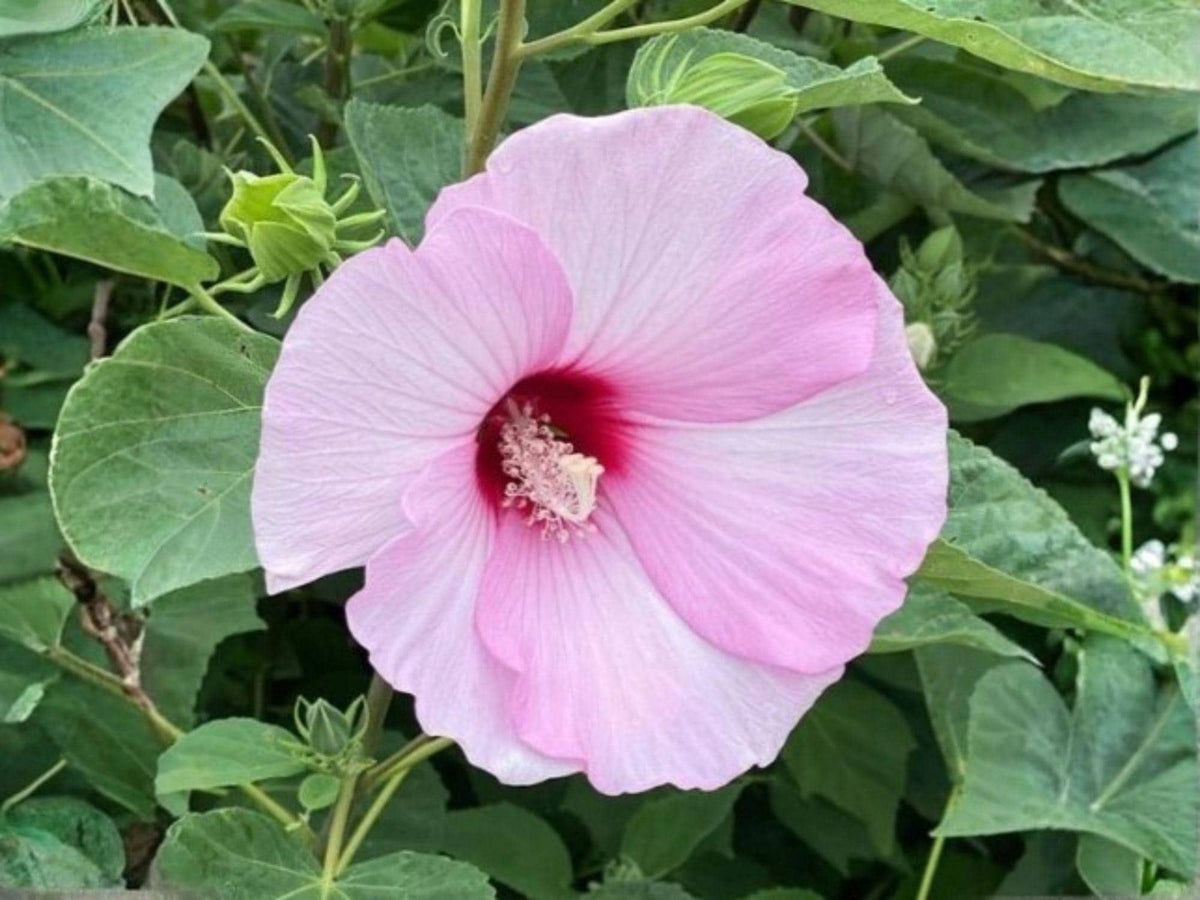30 Hibiscus moscheutos Seeds Heirloom Swamp Rose Mallow Native Flower Garden