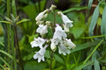 Foxglove Beardtongue Seeds | Penstemon digitalis Native Perennial for Pollinator Gardens, Bees, Butterflies, Hummingbirds