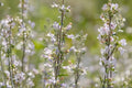 Pale Beardtongue Seeds (Penstemon pallidus) – Native Wildflower for Pollinator Gardens, Drought Tolerant, Easy to Grow