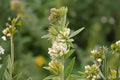 Roundhead Bush Clover Seeds (Lespedeza capitata) Native Prairie Plant for Pollinators & Soil Improvement, Drought Tolerant, 30 Seeds