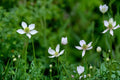 Tall Thimbleweed Seeds - 100 Count - White Wildflower - Anemone virginiana - Native Perennial for Prairie & Woodland Gardens