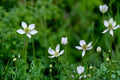 Tall Thimbleweed Seeds – Anemone virginiana Herbaceous Perennial with White Flowers and Seed Heads, Prairie and Woodland Plant