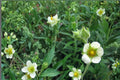 100 Seeds Prairie Cinquefoil Drymocallis arguta Perennial Wildflower