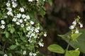 100 Seeds Indian Tobacco Lobelia inflata