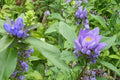 100 Seeds Great Blue Lobelia Lobelia siphilitica Native Wildflower