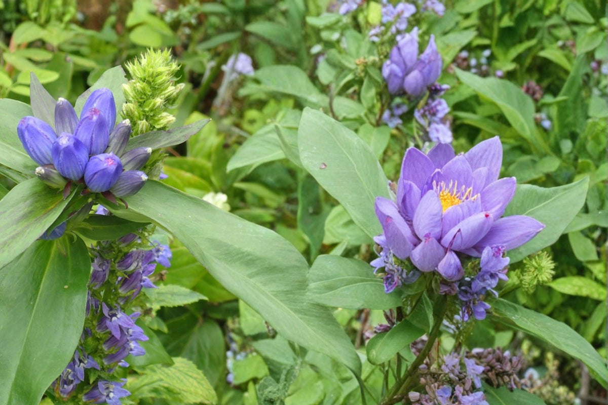 100 Seeds Great Blue Lobelia Lobelia siphilitica Native Wildflower