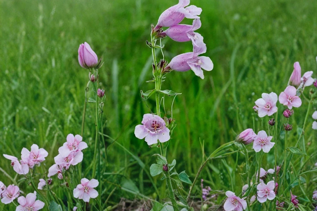 40 Seeds Showy Beardtongue Penstemon cobaea Native Wildflower