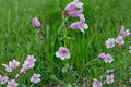 Showy Beardtongue Seeds – Penstemon cobaea Herbaceous Perennial with Pale Pink to Lavender Flowers, Native Prairie Plant