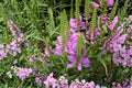 Obedient Plant Seeds 50 Count - Pink to Lavender Flowers - Physostegia virginiana - Hardy Perennial for Borders & Meadows