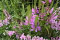 50 Seeds Obedient Plant Physostegia virginiana Perennial Flower