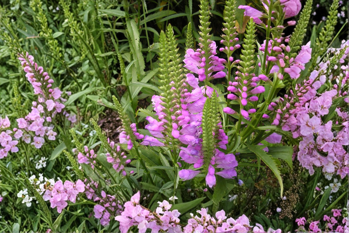 50 Seeds Obedient Plant Physostegia virginiana Perennial Flower