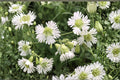 Starry Campion Seeds - 100 Seeds of Silene stellata - White Perennial Wildflower for Woodland Gardens & Shade Borders