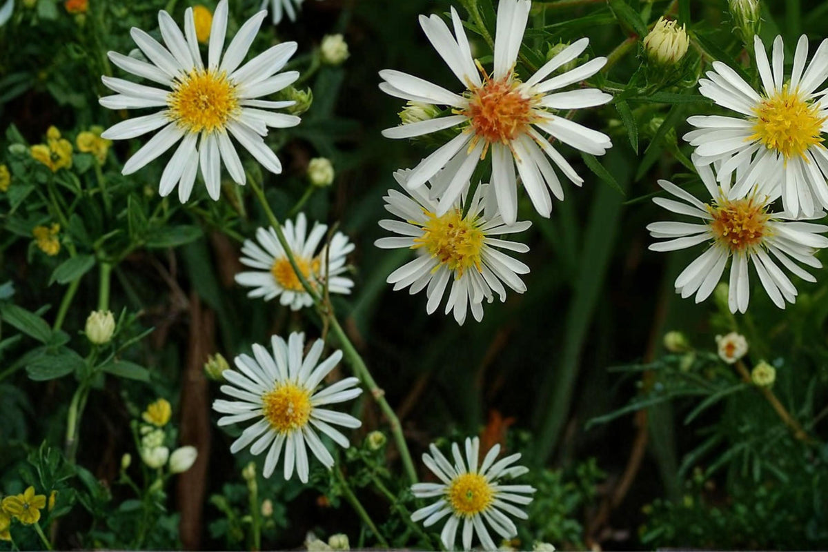 100 Seeds Panicled Aster Symphyotrichum lanceolatum Native Wildflower Perennial