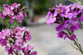 100 Seeds Evening Scented Stock Matthiola longipetala Fragrant Night Blooming Annual
