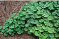 Wild Ginger Seeds – Herbaceous Perennial Ground Cover – Asarum canadense – Shade Garden, Woodland, Native Plant