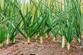 Tokyo Long White Bunching Onion Seeds, Heirloom Scallion, Mild Flavor, Easy Grow, Allium fistulosum