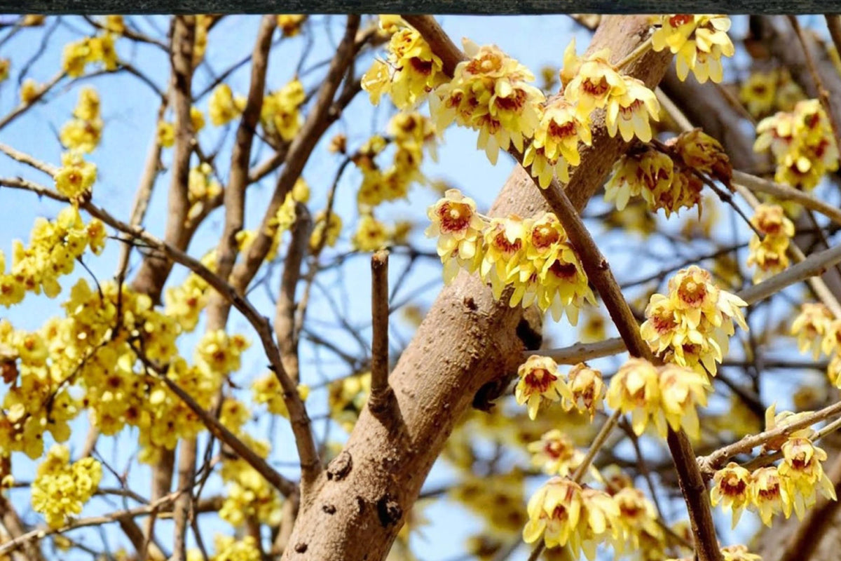 10 Seeds Fragrant Wintersweet Chimonanthus praecox