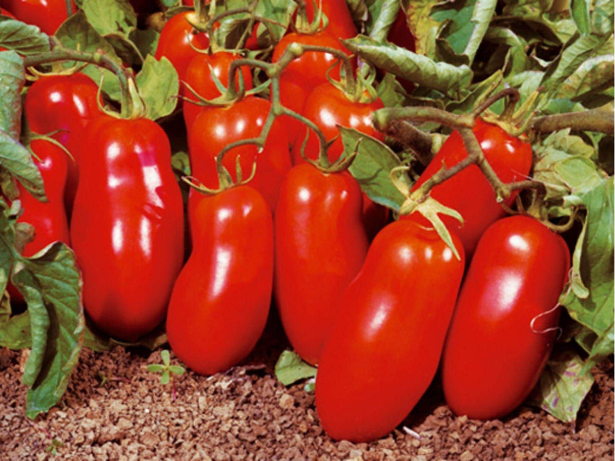 San Marzano Tomato Seeds – 30 Count, Indeterminate Paste Variety for Sauce & Cooking, Solanum lycopersicum