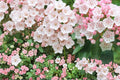 100 Seeds Mountain Laurel Kalmia latifolia Broadleaf Evergreen Shrub