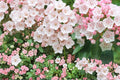 Mountain Laurel Seeds 100 Count - Kalmia latifolia - Pale Pink to White Flowering Evergreen Shrub for Shade Gardens
